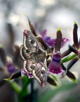 'Autumn' Cecropia Moth Set