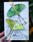 'African Moon Moth' Luna Moth Set