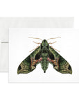Pandora Sphinx Moth Greeting Card