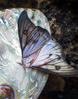 'Midnight Ghost' Moth Set