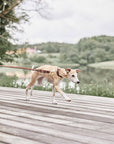 Robin Dog Leash - Choko