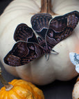 Halloween 'Owl' Moth Set