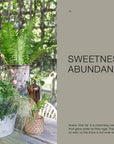 Cozy Publishing - The Potted Garden - All Year Round