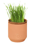 Tiny Terracotta Pet Grow Kits