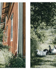 Nordic Homestead