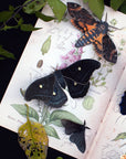 Halloween 'Death's Head' Paper Moth Set