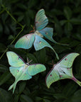 'Moonwake' Luna Moth Set