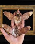 Halloween Bat & Bat Sketelon Paper Set