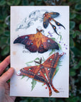 'Fire' Moth Set