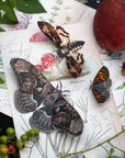 Halloween 'Owl' Moth Set