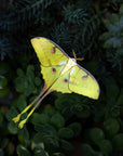 'African Moon Moth' Luna Moth Set