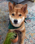 Tiny Terracotta Pet Grow Kits