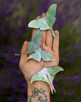 'Moonwake' Luna Moth Set