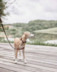 Robin Dog Leash - Choko
