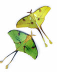 'African Moon Moth' Luna Moth Set