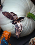 Halloween 'Owl' Moth Set
