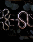 'Ouroboros' Mini Snake Skeleton Set