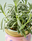 Garden Jars - Organic Herbs