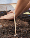 Seed Pops - Pollinator