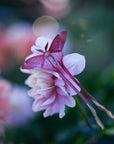 'Blush' Pink Moth Set