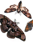 Halloween 'Owl' Moth Set