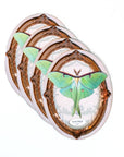 Luna Moth Oval Greeting Card