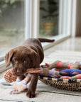 Ashi Dog Toy Small - Caramel/Blue