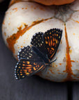 Halloween 'Owl' Moth Set