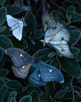 'Midnight Ghost' Moth Set