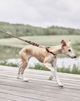 Robin Dog Leash - Choko