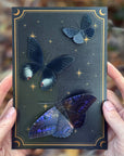 'Spellbound' Paper Witch Moth and Butterfly 3 Piece Set