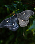 'Midnight Ghost' Moth Set