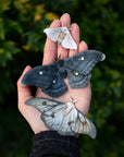 'Midnight Ghost' Moth Set
