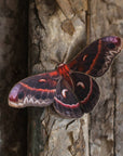 'Autumn' Cecropia Moth Set