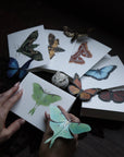 Open Sea - Luna Moth Greeting Card