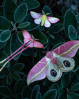 'Blush' Pink Moth Set
