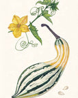 The Seed Collector's Kit
