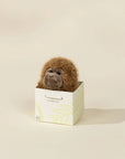 Mini Gift Plush Toy - Brown Monkey