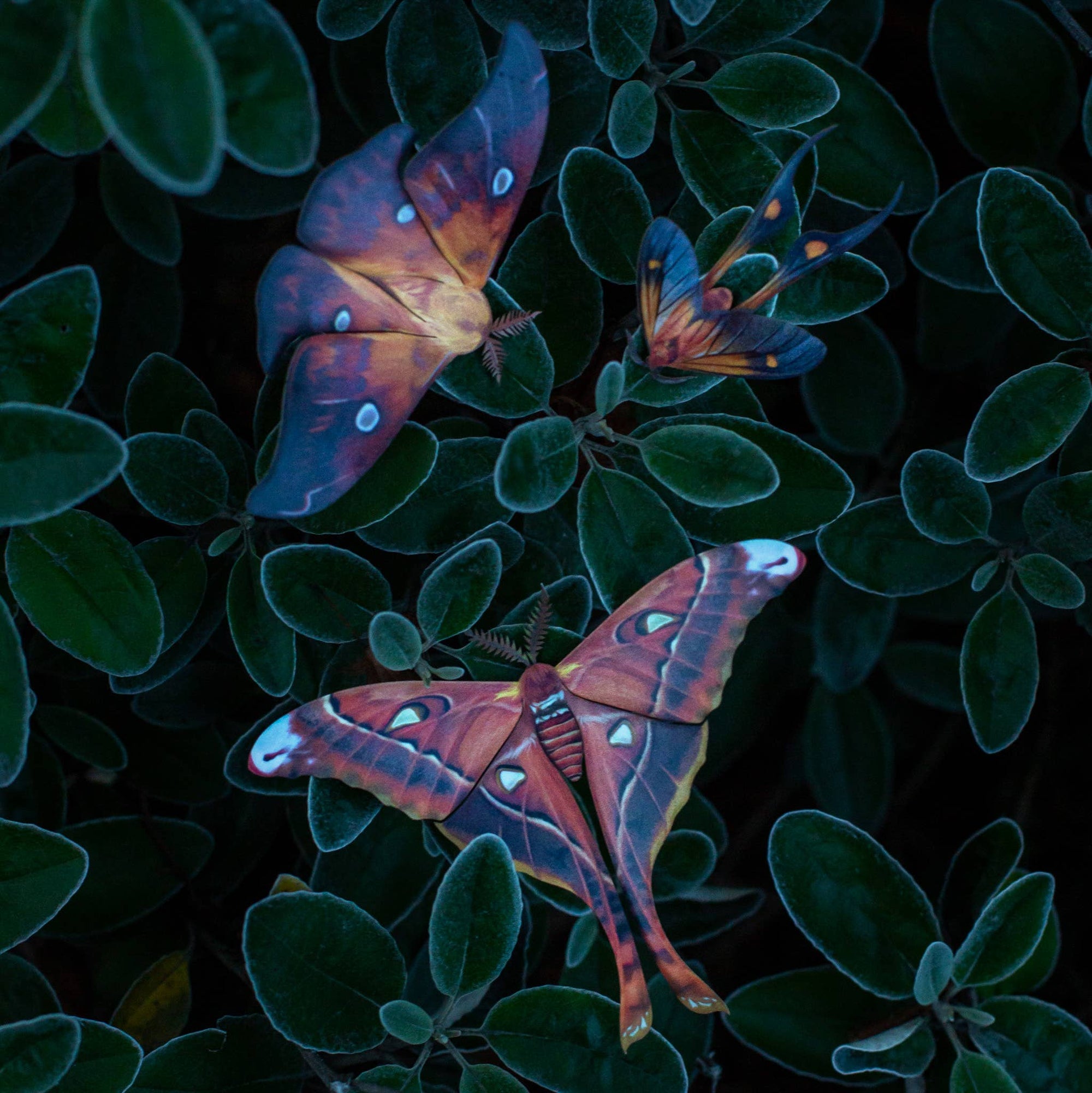 'Fire' Moth Set
