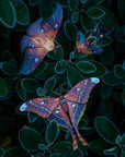 'Fire' Moth Set