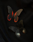 'Spellbound' Paper Witch Moth and Butterfly 3 Piece Set