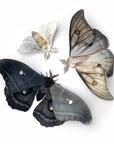 'Midnight Ghost' Moth Set