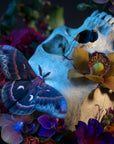 'Autumn' Cecropia Moth Set