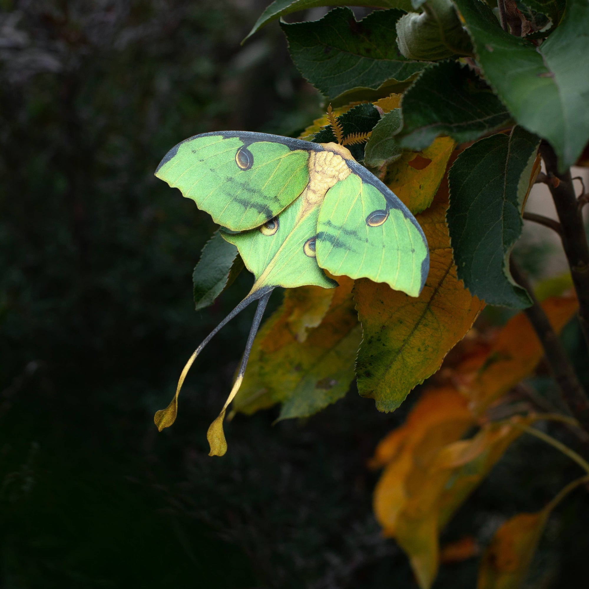 'African Moon Moth' Luna Moth Set