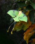 'African Moon Moth' Luna Moth Set