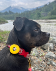 Silicone Collar AirTag Holder