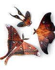 'Fire' Moth Set