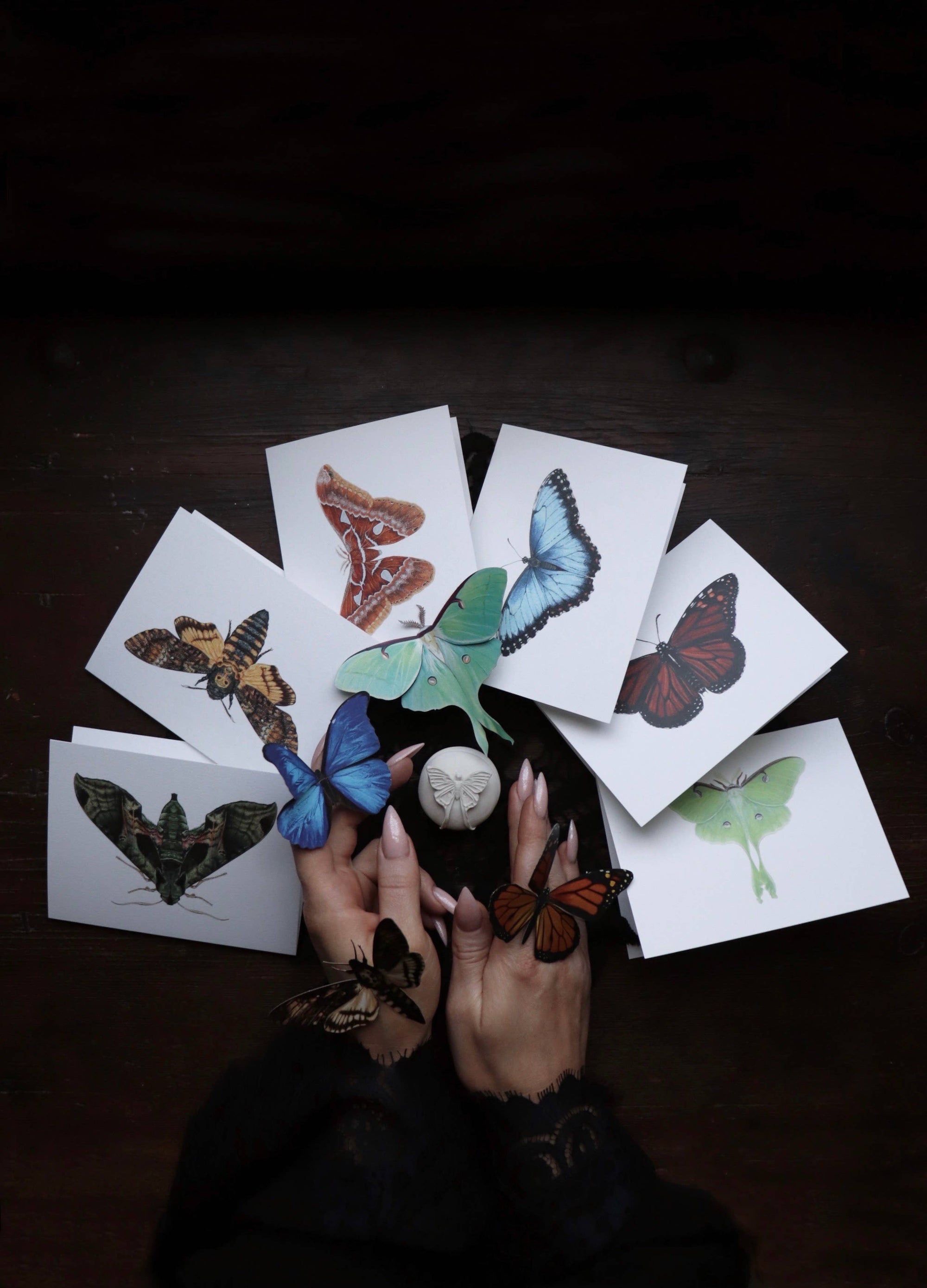 Pandora Sphinx Moth Greeting Card