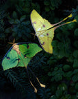 'African Moon Moth' Luna Moth Set
