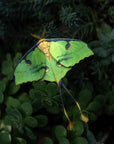 'African Moon Moth' Luna Moth Set